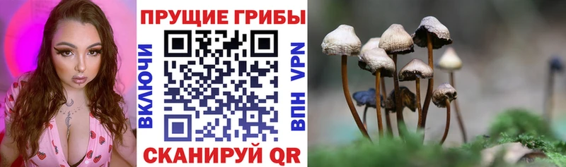 Псилоцибиновые грибы Psilocybe  Арзамас 